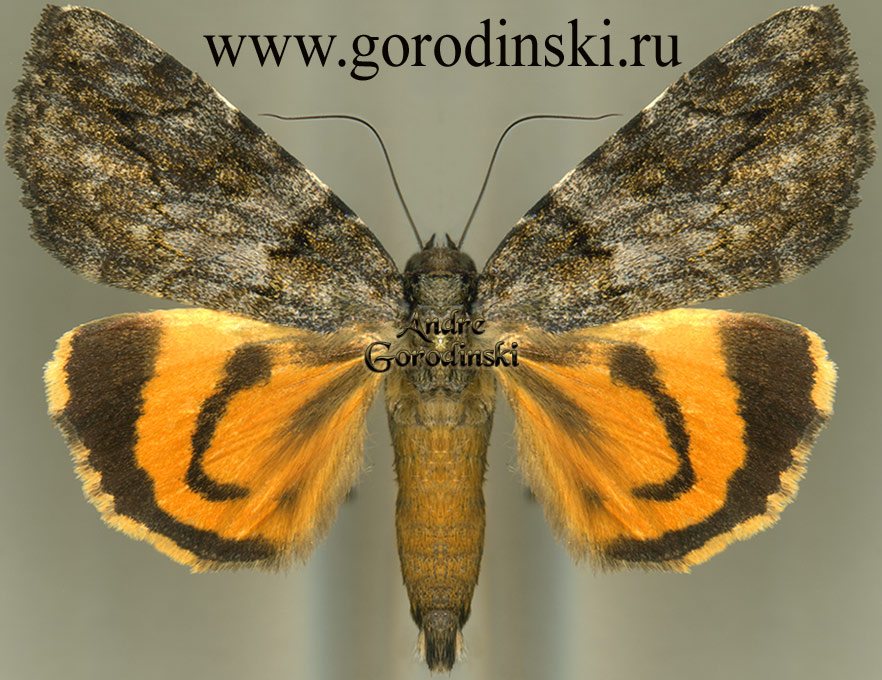 http://www.gorodinski.ru/catocala/Catocala sp..jpg